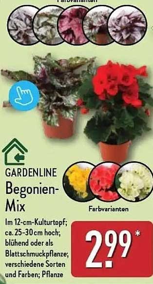 GARDENLINE Begonien-Mix