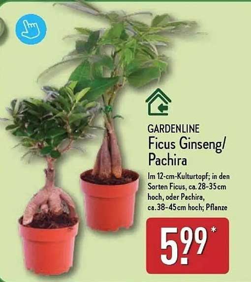 GARDENLINE Ficus Ginseng/Pachira