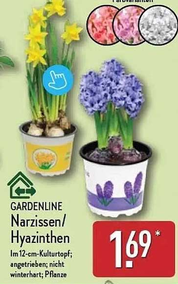 GARDENLINE Narzissen/Hyazinthen