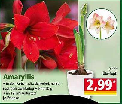 Amaryllis