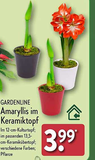 Amaryllis im Keramiktopf