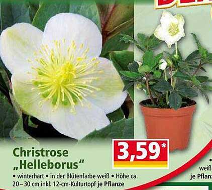 Christrose "Helleborus"