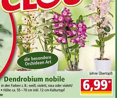 Dendrobium nobile