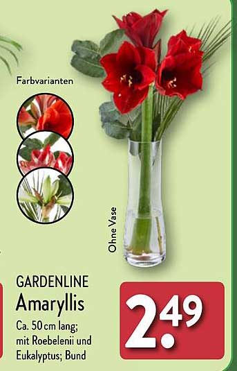 GARDENLINE Amaryllis