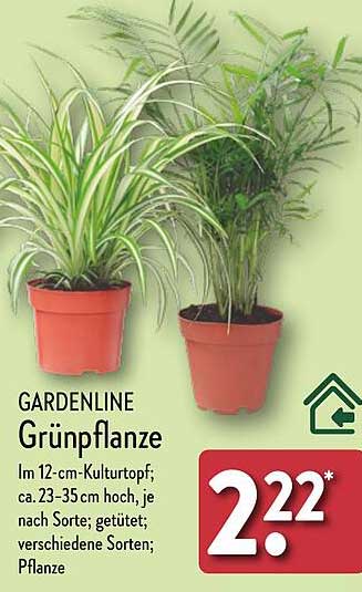 GARDENLINE Grünpflanze