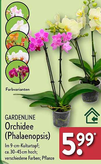 GARDENLINE Orchidee (Phalaenopsis)