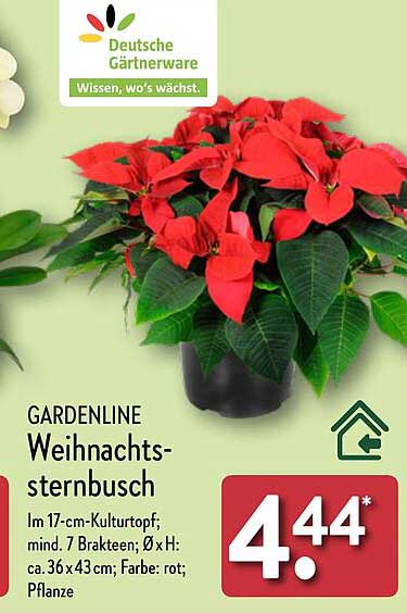 GARDENLINE Weihnachtssternbusch