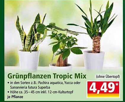 Grünpflanzen Tropic Mix