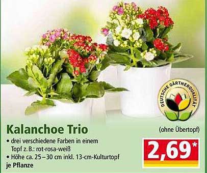 Kalanchoe Trio