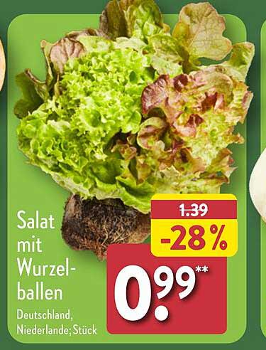 Salat mit Wurzelballen