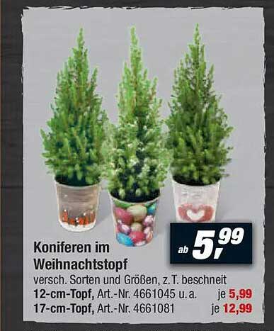 Koniferen im Weihnachtstopf