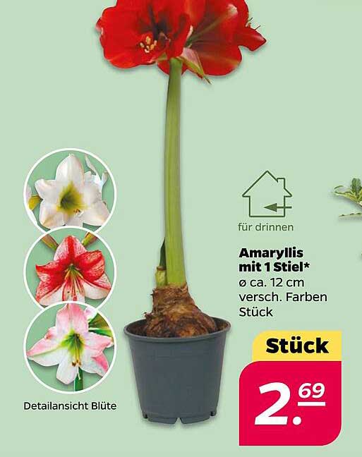 Amaryllis mit 1 Stiel*