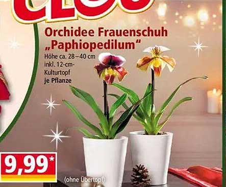 Orchidee Frauenschuh "Paphiopedilum"