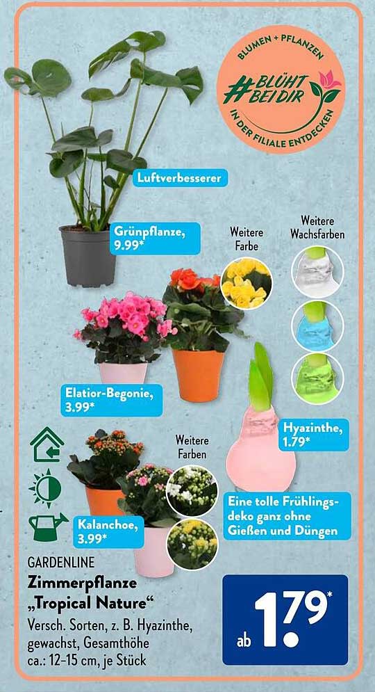 Luftverbesserer  
Grünpflanze  
Elatior-Begonie  
Hyazinthe  
Kalanchoe  
GARDENLINE Zimmerpflanze „Tropical Nature“  