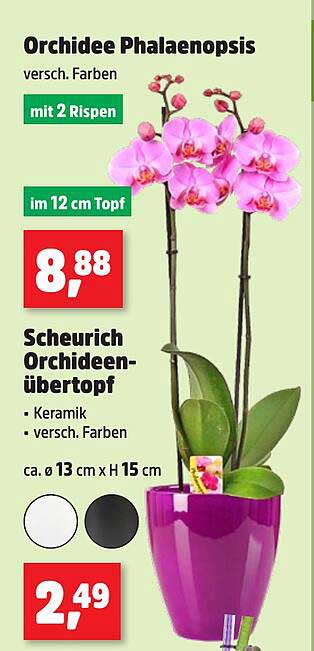 Orchidee Phalaenopsis