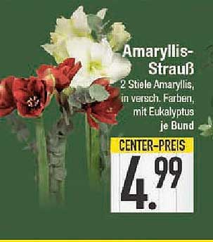 Amaryllis-Strauß