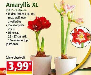 Amaryllis XL