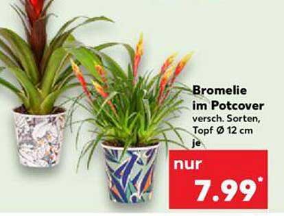 Bromelie im Potcover