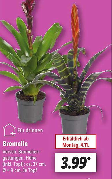 Bromelie