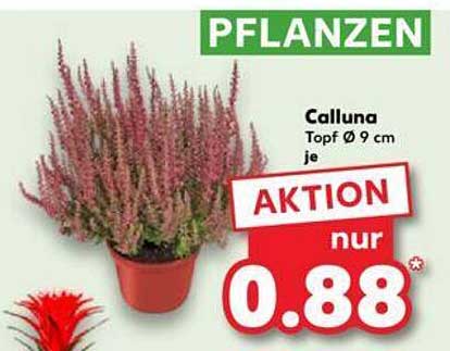 Calluna