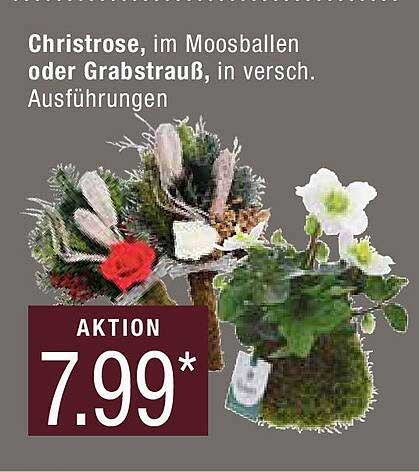 Christrose, im Moosballen oder Grabstrauß, in versch. Ausführungen