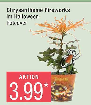 Chrysantheme Fireworks im Halloween-Potcover