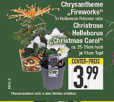 Chrysantheme „Fireworks“ oder Christrose Helleborus „Christmas Carol“