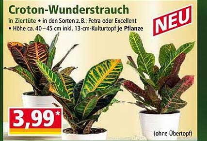 Croton-Wunderstrauch