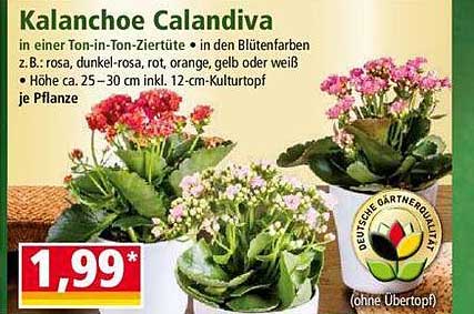 Kalanchoe Calandiva