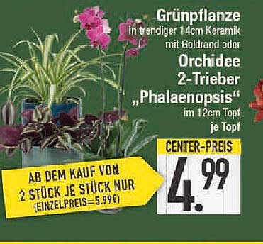 Orchidee 2-Trieber „Phalaenopsis“