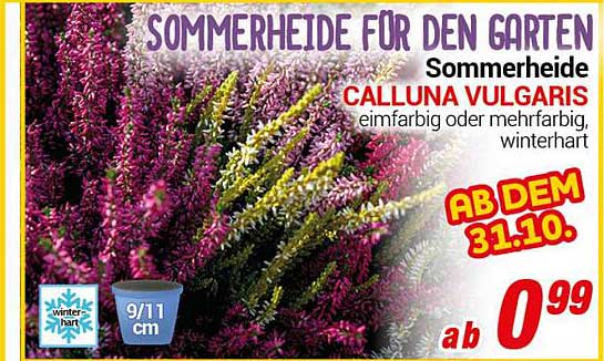 SOMMERHEIDE FÜR DEN GARTEN  
CALLUNA VULGARIS