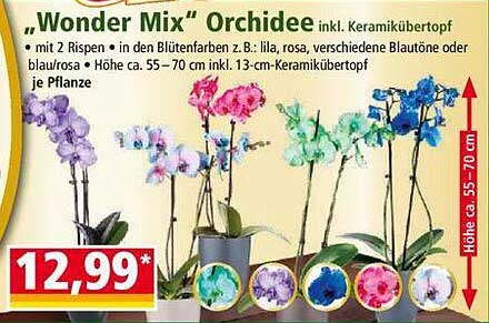 „Wonder Mix“ Orchidee inkl. Keramikübertopf