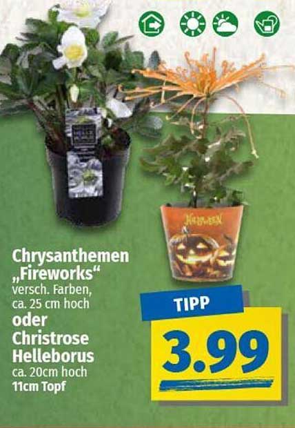 Chrysanthemen „Fireworks“ oder Christrose Helleborus