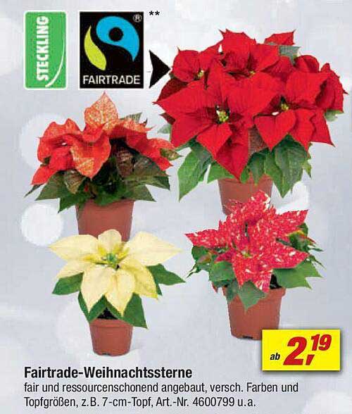 Fairtrade-Weihnachtssterne