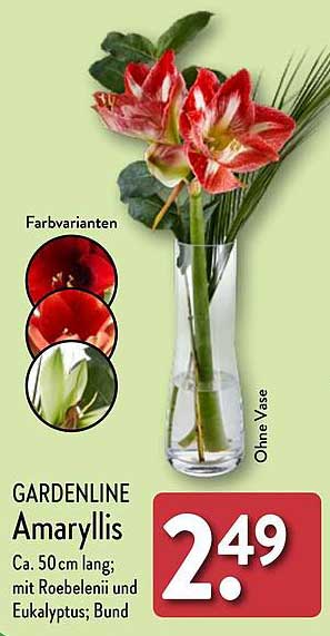 GARDENLINE Amaryllis