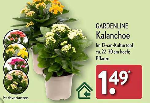 GARDENLINE Kalanchoe