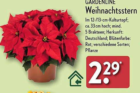 GARDENLINE Weihnachtsstern