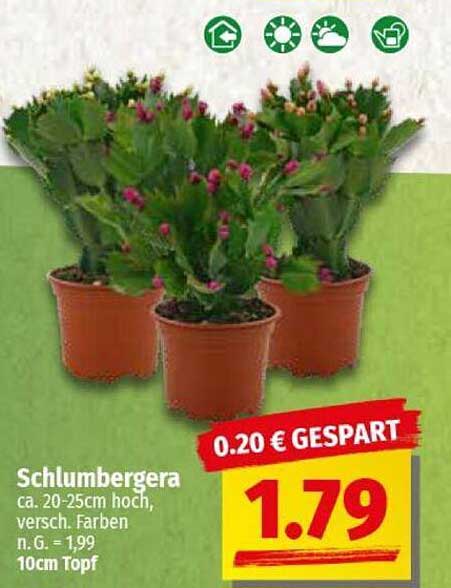 Schlumbergera