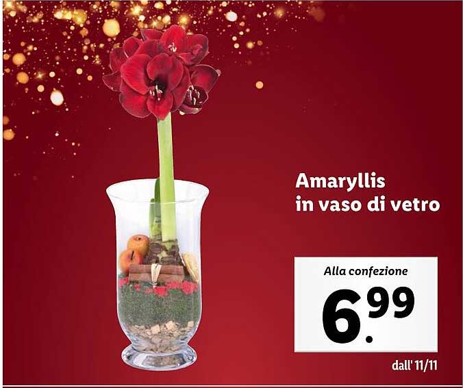 Amaryllis in vaso di vetro