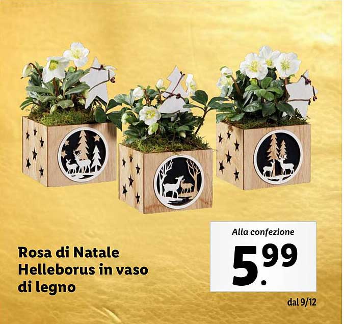 Rosa di Natale Helleborus in vaso di legno