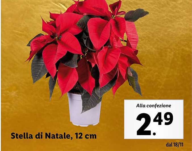 Stella di Natale, 12 cm