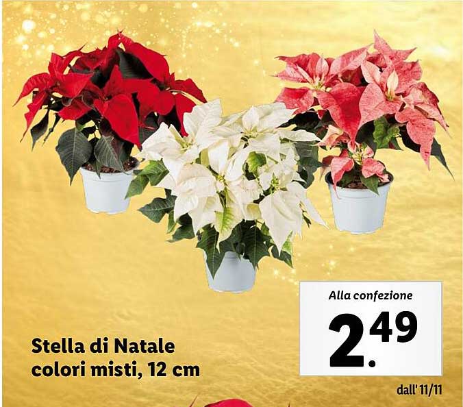 Stella di Natale colori misti, 12 cm