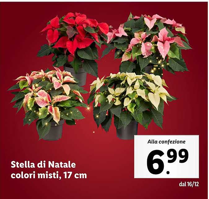 Stella di Natale colori misti, 17 cm