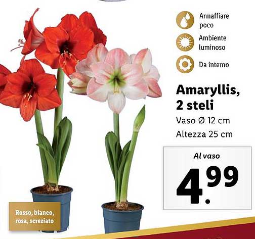 Amaryllis, 2 steli