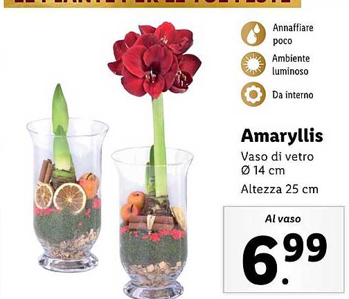 Amaryllis