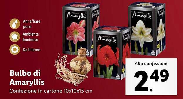 Bulbo di Amaryllis