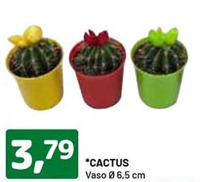 *Cactus