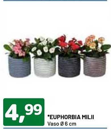 *EUPHORBIA MILII