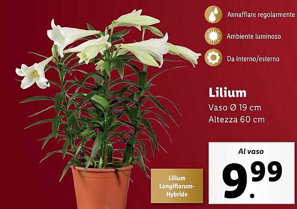 Lilium