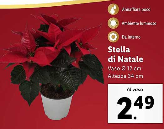 Stella di Natale